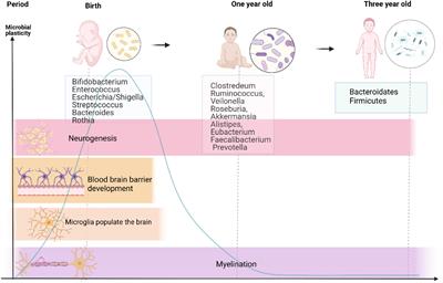 White Matter Injury in Preterm Infants: Pathogenesis and Potential Therapy From the Aspect of the Gut–Brain Axis